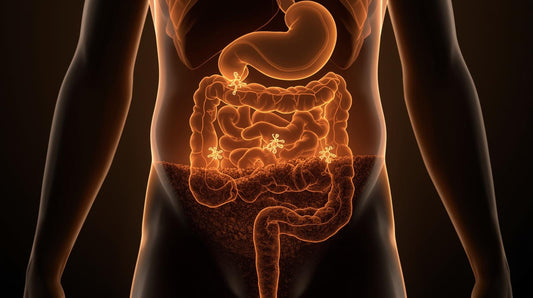 The Modern Gut Health Collapse: Why Digestion Feels More Fragile Than Ever